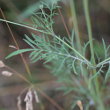 Blätterfoto Scabiosa triandra