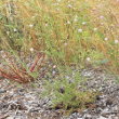 Habitusfoto Scabiosa triandra