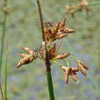 Portraitfoto Schoenoplectus lacustris