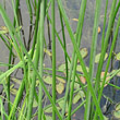 Stängel-/Stammfoto Schoenoplectus lacustris