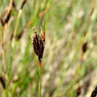 Portraitfoto Schoenus ferrugineus