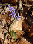 Habitusfoto Scilla bifolia