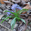 Blätterfoto Scilla bifolia