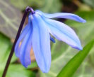 Stängel-/Stammfoto Scilla siberica