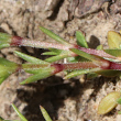 Blätterfoto Scleranthus annuus subsp. annuus