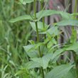 Blätterfoto Scrophularia nodosa