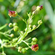 Portraitfoto Scrophularia umbrosa