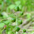 Fruchtfoto Scrophularia umbrosa