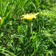 Stängel-/Stammfoto Scorzonera humilis