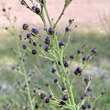 Fruchtfoto Scrophularia canina