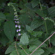 Habitusfoto Scutellaria altissima