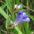 Portraitfoto Scutellaria galericulata