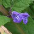 Blütenfoto Scutellaria galericulata