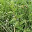 Habitusfoto Scutellaria galericulata
