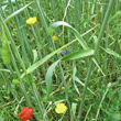 Blätterfoto Secale cereale