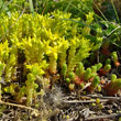 Habitusfoto Sedum acre