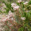 Habitusfoto Sedum album