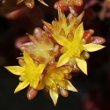 Portraitfoto Sedum alpestre