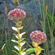 Bl&uuml;tenfoto Sedum anacampseros