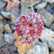 Foto Kelch Sedum anacampseros