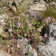Habitusfoto Sedum anacampseros