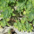 Foto Grundl&auml;tter Sedum anacampseros
