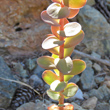 St&auml;ngel-/Stammfoto Sedum anacampseros