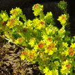 Habitusfoto Sedum annuum