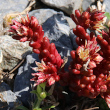 Portraitfoto Sedum atratum