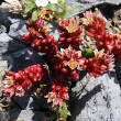 Habitusfoto Sedum atratum