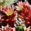 Blütenfoto Sedum atratum