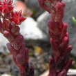 Blätterfoto Sedum atratum