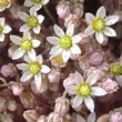 Portraitfoto Sedum dasphyllum