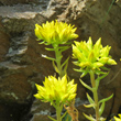 Portraitfoto Sedum montanum