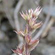 Portraitfoto Sedum rubens