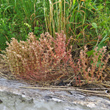Habitusfoto Sedum rubens