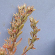 Blätterfoto Sedum rubens