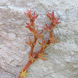 Fruchtfoto Sedum rubens