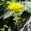 Habitusfoto Sedum rupestre