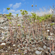 Habitusfoto Sedum sediforme