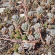 Bl&auml;tterfoto Sedum sediforme