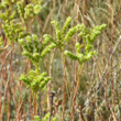 Bl&uuml;tenfoto Sedum sediforme