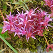 Portraitfoto Sedum spurium