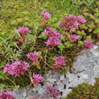 Habitusfoto Sedum spurium