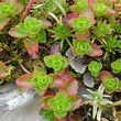 Blätterfoto Sedum spurium