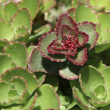 Foto der Jungpflanze Sedum spurium