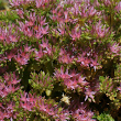 Foto von Besonderheit Sedum spurium