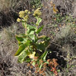 Habitusfoto Sedum telephium subsp. maximum