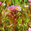 Habitusfoto Sedum villosum
