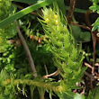 Portraitfoto Selaginella selaginoides